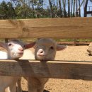 상하농장 이미지