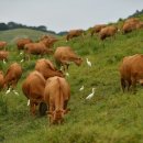 부여목장 이미지