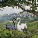 모아나사파 이미지