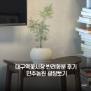 대구역광장 | 대구역꽃시장, 신혼집 반려화분 데려온 후기🌿 내돈내산 (민주농원, 광장토기 화분 추천)