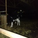 청와대목장 이미지