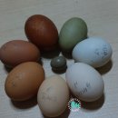 🐤✔️낳은알과 미니메추리 초란. 이미지