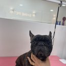 샤인펫 (Shine pet) 이미지