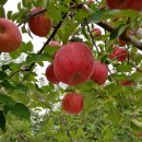 거창청과 이미지