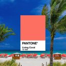 2019년 팬톤(Pantone)이 선정한 올해의 컬러 이미지