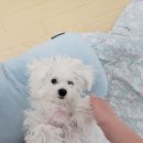 펫파민트 이미지