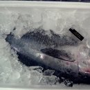 싱싱참치 이미지