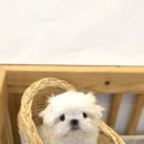 테일러퍼피 이미지