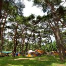 송림 힐링캠핑장 이미지