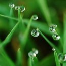 이슬처럼 이미지