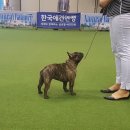 비바코리아 이미지