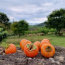 마실펜션민박 이미지