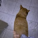 (주)성심메디칼 | 9살 고양이 급성췌장염 후기...ing