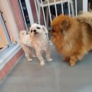 딩굴댕굴 애견호텔 유치원 이미지