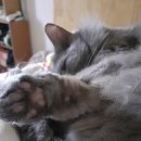 양순식당 | [영화] 일본 힐링 영화 '고양이를 빌려드립니다'(2012) 리뷰