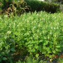 영명농장 이미지