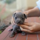 동행 애견 돌봄센터 부산점 강아지 고양이 무료분양 | 부산애견분양 가정견분양