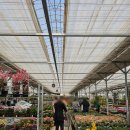 예삐마트 | 용인 남사 화훼단지 예삐플라워 아울렛 방문 후기