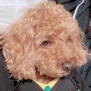 위즈퍼피(WIZ PUPPY) 이미지