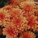 사회복지법인 생림정신요양원 | 거동 힘드시 부모님 위한 부산남구 요양원 사회복지법인현대정신요양원 부산 남구 최고의 선택
