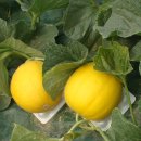 철수 농장 이미지