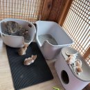 묘적사 템플스테이 후기｜예약·신청방법·비용 총정리 + 고양이 15마리와 함께한 1박 2일