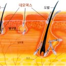 벨르스킨 이미지