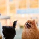 못된강아지 이미지