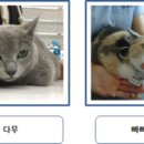 페테리안 네이버블로그