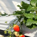 두루팜 | 아기랑 부산 강서구 두루팜 딸기체험 후기 (재방문 의사 100프로)