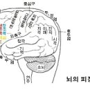 신경외과 제공 뇌구조 와 기능 이미지