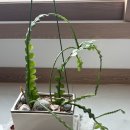 주식회사 닥터허브 | [닥터조블루밍버블뉴트리버블] 간편한 발포형식물영양제로 반려식물 활력 되찾기!