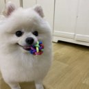 어썸 강아지 호텔 & 목욕 이미지