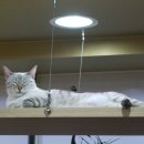 고양이다락방 이미지