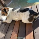 코끼리하우스민박 이미지