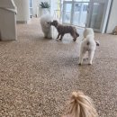 댕댕회관 이미지