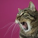 강북동물병원 이미지