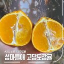 과일매니저 | 고당도귤 맛집 섬마을애, 불로초감귤·제주황금향 과일선물 후기