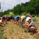 우포가시연꽃마을 이미지