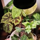 핑크안마시술소 이미지