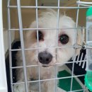 호야켄넬 이미지