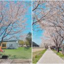 늘가든 노래연습장 | 춘천 벚꽃 카페 파머스가든 숨은 벚꽃 명소까지