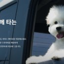 펫미업 이미지