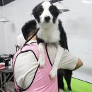 애견미용사 3급 자격증 과정 2 이미지