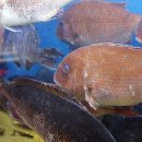 우정2호 이미지