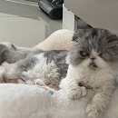 고양이 미용실 | 고양이 교감미용하는 양주 옥정 고양이미용실 그냥 후기 ✂️