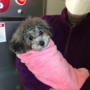 놀개먹개자개 이미지