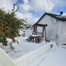 제주머무리 이미지