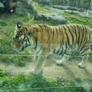 신축호랑이사 네이버블로그