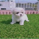 천사 애견 네이버블로그